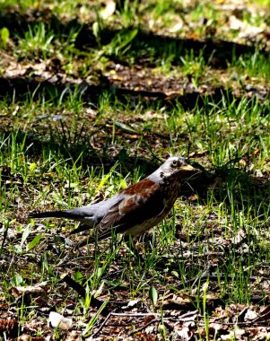 Bahar parkında, ağaçlar ve çalılar yeşile döndü, suda ördekler ve martılar belirdi, kargalar ve serçeler yeşil çimlerde, sincaplar ağaçlarda, park yapıları, rotundalar ve köprüler güneşte parlak görünüyor