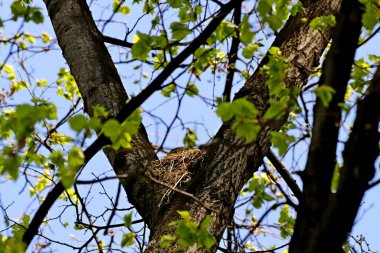 Bahar parkında, ağaçlar ve çalılar yeşile döndü, suda ördekler ve martılar belirdi, kargalar ve serçeler yeşil çimlerde, sincaplar ağaçlarda, park yapıları, rotundalar ve köprüler güneşte parlak görünüyor