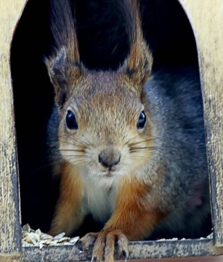 Bahar parkında, ağaçlar ve çalılar yeşile döndü, suda ördekler ve martılar belirdi, kargalar ve serçeler yeşil çimlerde, sincaplar ağaçlarda, park yapıları, rotundalar ve köprüler güneşte parlak görünüyor