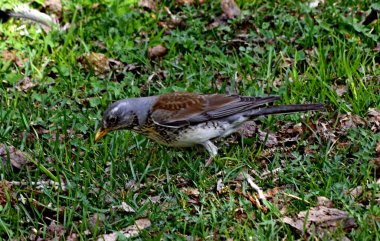 Bahar parkında, ağaçlar ve çalılar yeşile döndü, suda ördekler ve martılar belirdi, kargalar ve serçeler yeşil çimlerde, sincaplar ağaçlarda, park yapıları, rotundalar ve köprüler güneşte parlak görünüyor