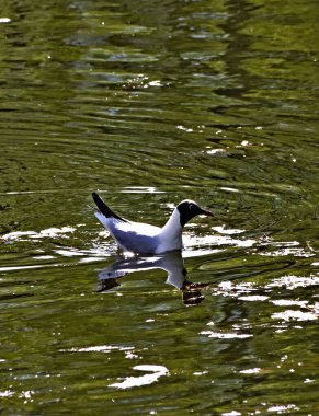 Bahar parkında, ağaçlar ve çalılar yeşile döndü, suda ördekler ve martılar belirdi, kargalar ve serçeler yeşil çimlerde, sincaplar ağaçlarda, park yapıları, rotundalar ve köprüler güneşte parlak görünüyor