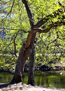Bahar parkında, ağaçlar ve çalılar yeşile döndü, suda ördekler ve martılar belirdi, kargalar ve serçeler yeşil çimlerde, sincaplar ağaçlarda, park yapıları, rotundalar ve köprüler güneşte parlak görünüyor