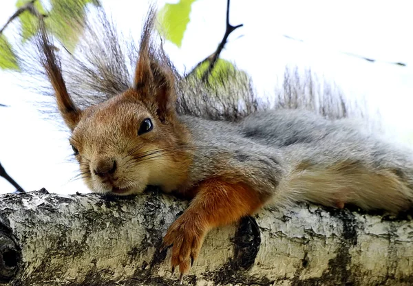 Bahar parkında, ağaçlar ve çalılar yeşile döndü, suda ördekler ve martılar belirdi, kargalar ve serçeler yeşil çimlerde, sincaplar ağaçlarda, park yapıları, rotundalar ve köprüler güneşte parlak görünüyor