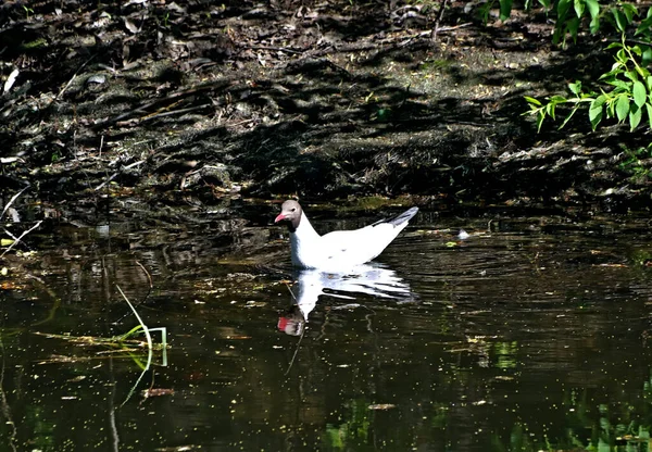 Frühlingspark Wurden Bäume Und Sträucher Grün Enten Und Möwen Tauchten — Stockfoto