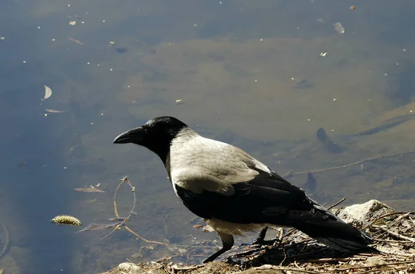 Primavera Parque Árvores Arbustos Ficou Verde Patos Gaivotas Apareceu Água — Fotografia de Stock