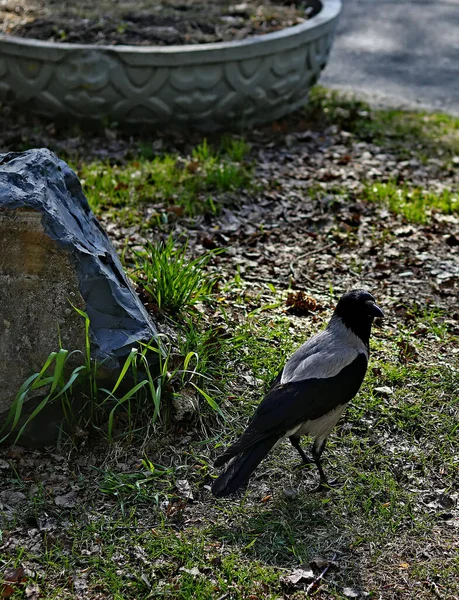 Printemps Les Arbres Les Buissons Sont Devenus Verts Les Canards — Photo