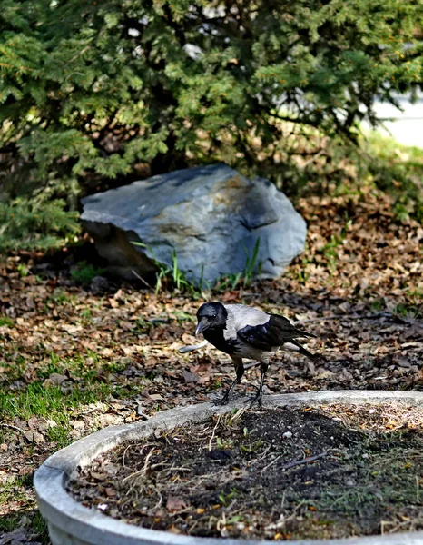 Printemps Les Arbres Les Buissons Sont Devenus Verts Les Canards — Photo