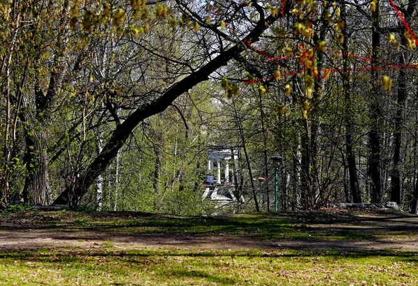 Het Voorjaar Park Bomen Struiken Groen Geworden Eenden Meeuwen Verschenen — Stockfoto