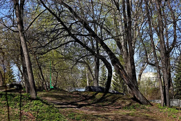 Pada Musim Semi Taman Pohon Pohon Dan Semak Semak Berubah — Stok Foto