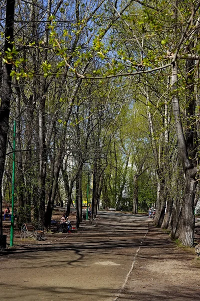 Jarním Parku Stromy Keře Zezelenaly Vodě Objevily Kachny Racci Zelených — Stock fotografie