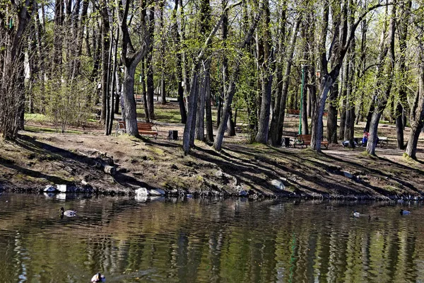 Весной Парк Деревья Кусты Стали Зелеными Утки Чайки Появились Воде — стоковое фото