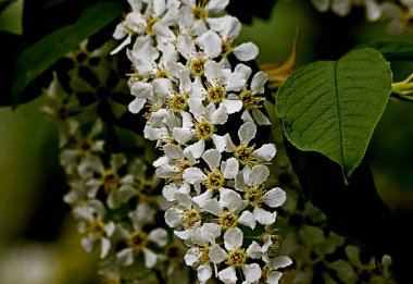 Bahar parkında, ağaçlar ve çalılar yeşildi, suda ördekler ve martılar belirdi, foklar, kargalar, serçeler, ardıçkuşları yeşil çimenlerde belirdi, çiçekler açtı, leylaklar, elma ağaçları, laleler, çiçeklerde kelebekler