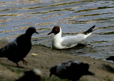 Bahar parkında, ağaçlar ve çalılar yeşildi, suda ördekler ve martılar belirdi, foklar, kargalar, serçeler, ardıçkuşları yeşil çimenlerde belirdi, çiçekler açtı, leylaklar, elma ağaçları, laleler, çiçeklerde kelebekler