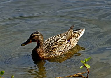 Bahar parkında, ağaçlar ve çalılar yeşildi, suda ördekler ve martılar belirdi, foklar, kargalar, serçeler, ardıçkuşları yeşil çimenlerde belirdi, çiçekler açtı, leylaklar, elma ağaçları, laleler, çiçeklerde kelebekler