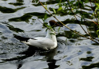 Bahar parkında, ağaçlar ve çalılar yeşildi, suda ördekler ve martılar belirdi, foklar, kargalar, serçeler, ardıçkuşları yeşil çimenlerde belirdi, çiçekler açtı, leylaklar, elma ağaçları, laleler, çiçeklerde kelebekler
