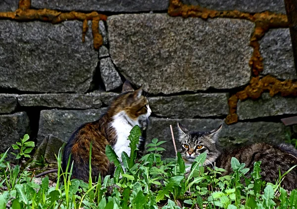 Bahar parkında, ağaçlar ve çalılar yeşildi, suda ördekler ve martılar belirdi, foklar, kargalar, serçeler, ardıçkuşları yeşil çimenlerde belirdi, çiçekler açtı, leylaklar, elma ağaçları, laleler, çiçeklerde kelebekler