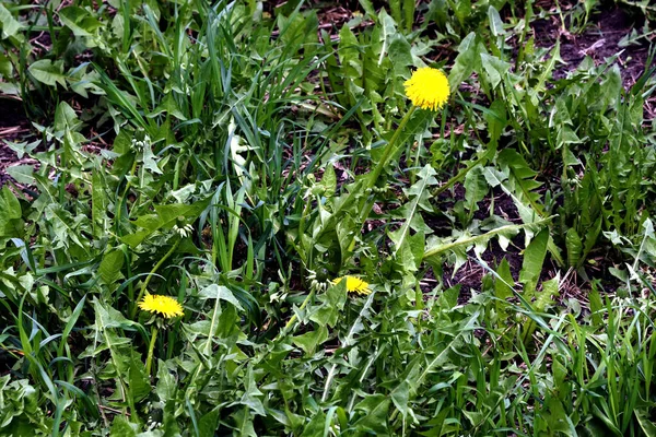 Vårparken Var Träd Och Buskar Gröna Ankor Och Måsar Dök — Stockfoto