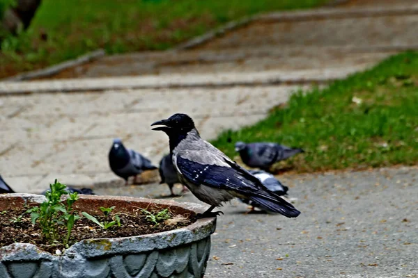 Nel Parco Primaverile Alberi Arbusti Erano Verdi Anatre Gabbiani Apparivano — Foto Stock