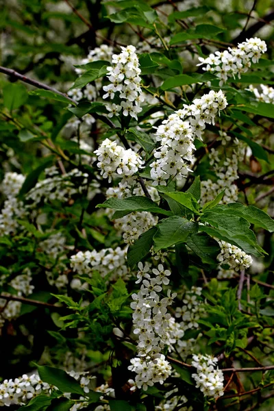 Nel Parco Primaverile Alberi Arbusti Erano Verdi Anatre Gabbiani Apparivano — Foto Stock