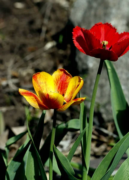 Frühlingspark Waren Bäume Und Sträucher Grün Enten Und Möwen Erschienen — Stockfoto