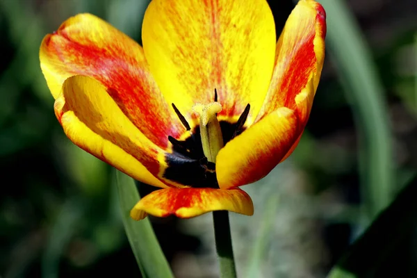 Frühlingspark Waren Bäume Und Sträucher Grün Enten Und Möwen Erschienen — Stockfoto