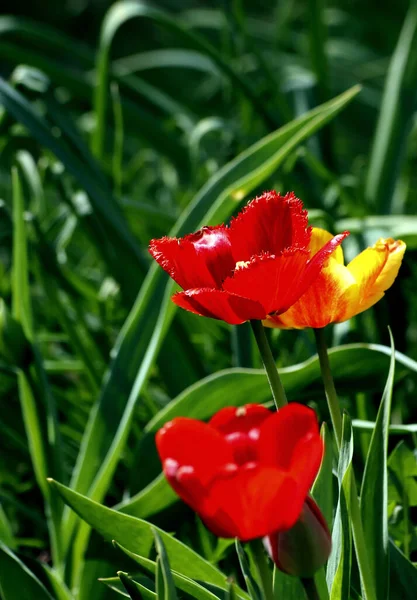 Frühlingspark Waren Bäume Und Sträucher Grün Enten Und Möwen Erschienen — Stockfoto