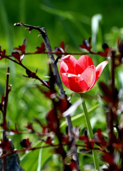 Vårparken Var Träd Och Buskar Gröna Ankor Och Måsar Dök — Stockfoto