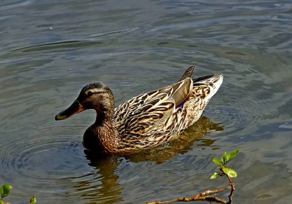 Tavaszi Parkban Fák Bokrok Zöldek Voltak Kacsák Sirályok Jelentek Meg — Stock Fotó