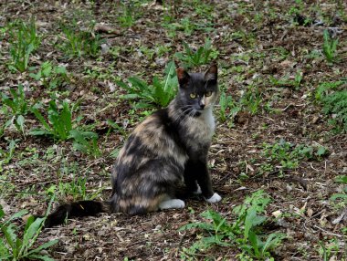 Bahar parkında, ağaçlar ve çalılar yeşildi, suda ördekler ve martılar belirdi, foklar, kargalar, serçeler, ardıçkuşları yeşil çimenlerde belirdi, çiçekler açtı, leylaklar, elma ağaçları, laleler, çiçeklerde kelebekler