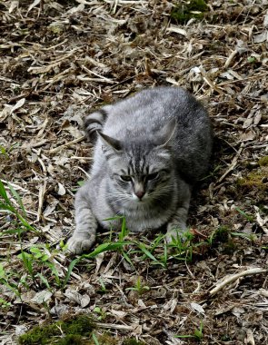 Bahar parkında, ağaçlar ve çalılar yeşildi, suda ördekler ve martılar belirdi, foklar, kargalar, serçeler, ardıçkuşları yeşil çimenlerde belirdi, çiçekler açtı, leylaklar, elma ağaçları, laleler, çiçeklerde kelebekler