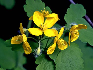 Bahar parkında, ağaçlar ve çalılar yeşildi, suda ördekler ve martılar belirdi, foklar, kargalar, serçeler, ardıçkuşları yeşil çimenlerde belirdi, çiçekler açtı, leylaklar, elma ağaçları, laleler, çiçeklerde kelebekler