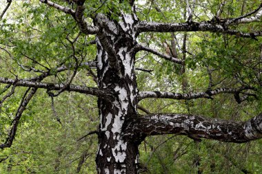 Bahar parkında, ağaçlar ve çalılar yeşildi, suda ördekler ve martılar belirdi, foklar, kargalar, serçeler, ardıçkuşları yeşil çimenlerde belirdi, çiçekler açtı, leylaklar, elma ağaçları, laleler, çiçeklerde kelebekler