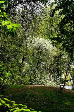 Bahar parkında, ağaçlar ve çalılar yeşildi, suda ördekler ve martılar belirdi, foklar, kargalar, serçeler, ardıçkuşları yeşil çimenlerde belirdi, çiçekler açtı, leylaklar, elma ağaçları, laleler, çiçeklerde kelebekler