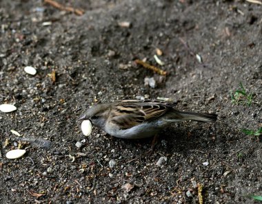 Bahar parkında, ağaçlar ve çalılar yeşildi, suda ördekler ve martılar belirdi, foklar, kargalar, serçeler, ardıçkuşları yeşil çimenlerde belirdi, çiçekler açtı, leylaklar, elma ağaçları, laleler, çiçeklerde kelebekler