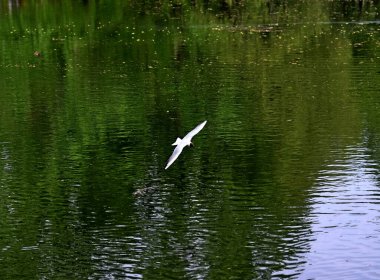 Bahar parkında, ağaçlar ve çalılar yeşildi, suda ördekler ve martılar belirdi, foklar, kargalar, serçeler, ardıçkuşları yeşil çimenlerde belirdi, çiçekler açtı, leylaklar, elma ağaçları, laleler, çiçeklerde kelebekler