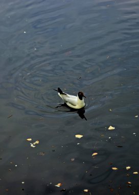 Bahar parkında, ağaçlar ve çalılar yeşildi, suda ördekler ve martılar belirdi, foklar, kargalar, serçeler, ardıçkuşları yeşil çimenlerde belirdi, çiçekler açtı, leylaklar, elma ağaçları, laleler, çiçeklerde kelebekler