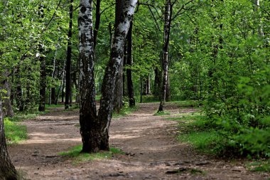 Bahar parkında, ağaçlar ve çalılar yeşildi, suda ördekler ve martılar belirdi, foklar, kargalar, serçeler, ardıçkuşları yeşil çimenlerde belirdi, çiçekler açtı, leylaklar, elma ağaçları, laleler, çiçeklerde kelebekler
