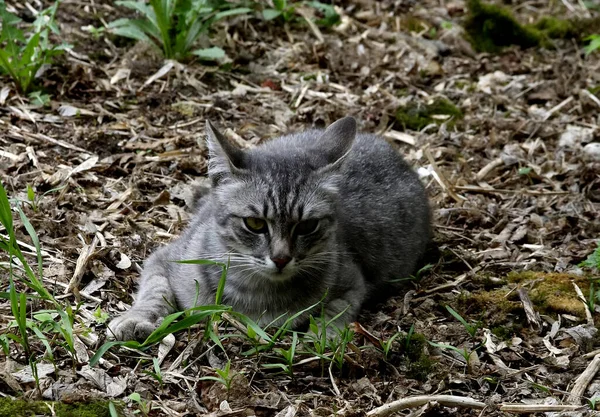 Tavaszi Parkban Fák Bokrok Zöldek Voltak Kacsák Sirályok Jelentek Meg — Stock Fotó