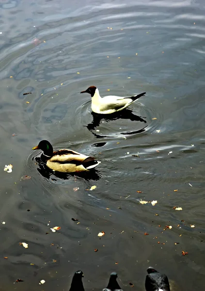 Bahar parkında, ağaçlar ve çalılar yeşildi, suda ördekler ve martılar belirdi, foklar, kargalar, serçeler, ardıçkuşları yeşil çimenlerde belirdi, çiçekler açtı, leylaklar, elma ağaçları, laleler, çiçeklerde kelebekler