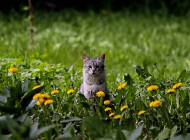 Bahar parkında, ağaçlar ve çalılar yeşildi, suda ördekler ve martılar belirdi, foklar, kargalar, serçeler, ardıçkuşları yeşil çimenlerde belirdi, çiçekler açtı, leylaklar, elma ağaçları, laleler, çiçeklerde kelebekler