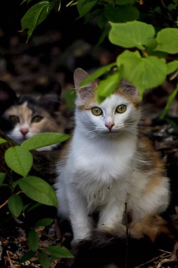 Bahar parkında, ağaçlar ve çalılar yeşildi, suda ördekler ve martılar belirdi, foklar, kargalar, serçeler, ardıçkuşları yeşil çimenlerde belirdi, çiçekler açtı, leylaklar, elma ağaçları, laleler, çiçeklerde kelebekler