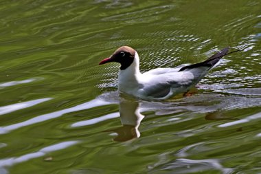 Bahar parkında, ağaçlar ve çalılar yeşildi, suda ördekler ve martılar belirdi, foklar, kargalar, serçeler, ardıçkuşları yeşil çimenlerde belirdi, çiçekler açtı, leylaklar, elma ağaçları, laleler, çiçeklerde kelebekler