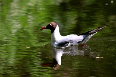 Bahar parkında, ağaçlar ve çalılar yeşildi, suda ördekler ve martılar belirdi, foklar, kargalar, serçeler, ardıçkuşları yeşil çimenlerde belirdi, çiçekler açtı, leylaklar, elma ağaçları, laleler, çiçeklerde kelebekler