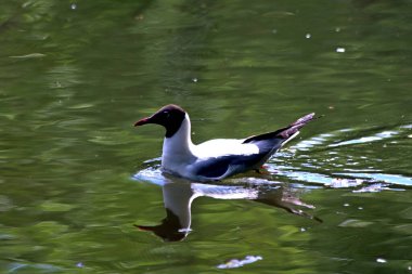 Bahar parkında, ağaçlar ve çalılar yeşildi, suda ördekler ve martılar belirdi, foklar, kargalar, serçeler, ardıçkuşları yeşil çimenlerde belirdi, çiçekler açtı, leylaklar, elma ağaçları, laleler, çiçeklerde kelebekler