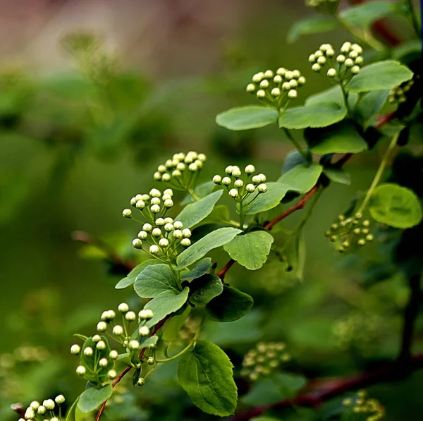 Nel Parco Primaverile Alberi Arbusti Erano Verdi Anatre Gabbiani Apparivano — Foto Stock