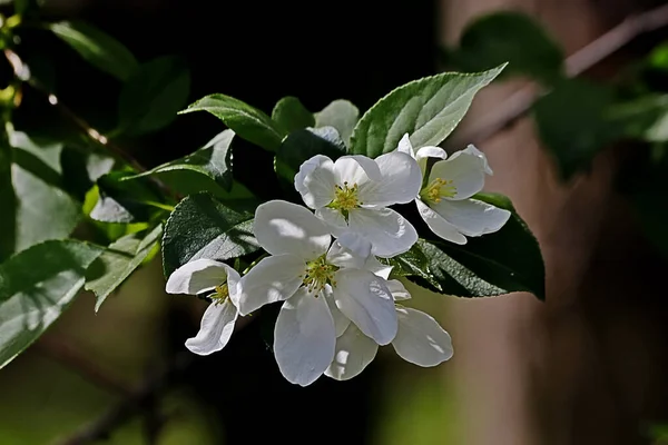 Spring Park Trees Shrubs Were Green Ducks Gulls Appeared Water — Stock Photo, Image