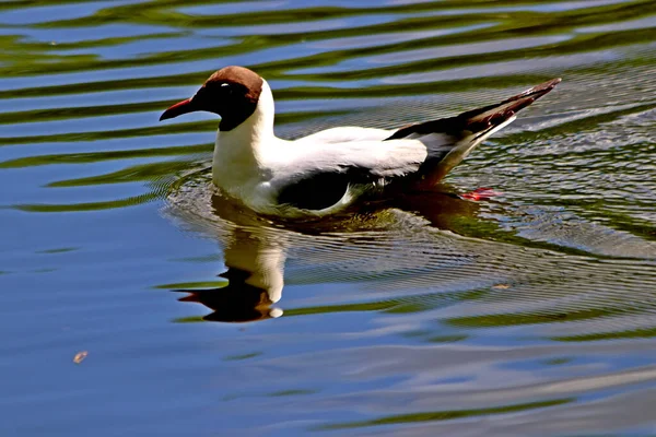 Spring Park Trees Shrubs Were Green Ducks Gulls Appeared Water — Stock Photo, Image