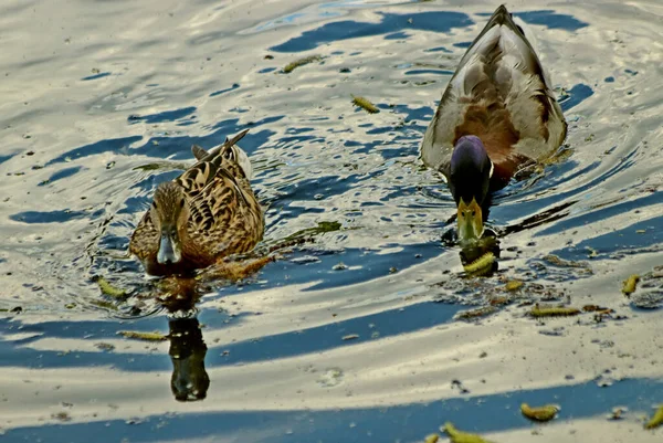 Parque Primavera Árboles Arbustos Eran Verdes Patos Gaviotas Aparecieron Agua —  Fotos de Stock