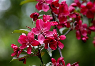 Güneşli bir bahar gününde, elma ağaçları, kiraz ağaçları, leylaklar, kırmızı, sarı ve ozan laleleri çiçek açar, insanlar köpeklerle parkta yürür, kargalar çimenlerde toplanır, ördekler ve martılar yüzer, serçeler ılık suda yıkanır, ve parkın Lanthorn manzarası açılır
