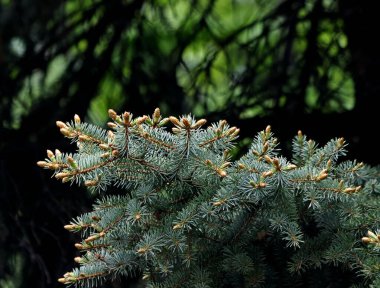 Güneşli bir bahar gününde, elma ağaçları, kiraz ağaçları, leylaklar, kırmızı, sarı ve ozan laleleri çiçek açar, insanlar köpeklerle parkta yürür, kargalar çimenlerde toplanır, ördekler ve martılar yüzer, serçeler ılık suda yıkanır, ve parkın Lanthorn manzarası açılır
